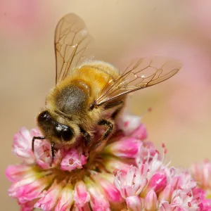 honey bee, Insects in the Garden
