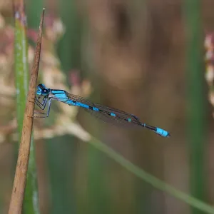 damsel fly, Insects in the Garden