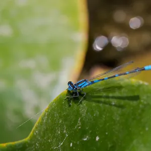damsel fly, Insects in the Garden