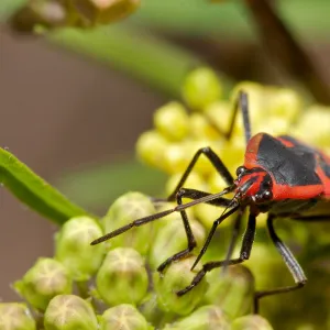 Insects in the Garden