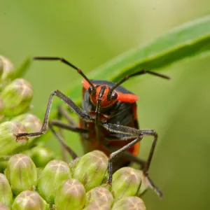 Insects in the Garden