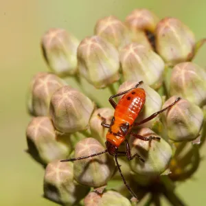 Insects in the Garden
