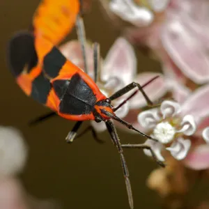 Insects in the Garden