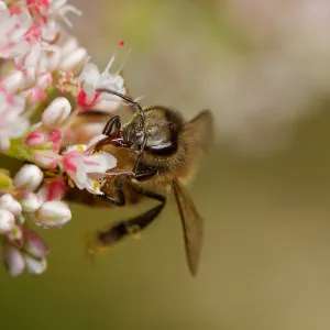 honey bee, Insects in the Garden