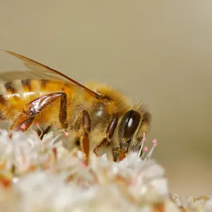 honey bee, Insects in the Garden
