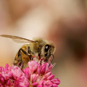 honey bee, Insects in the Garden