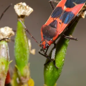 Insects in the Garden