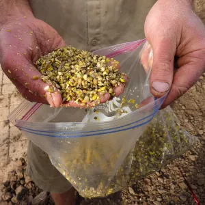 Scarified and soaked lupine seed, Meadow Revival Project