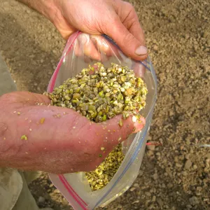 Scarified Lupine Seed, Meadow Revival Project
