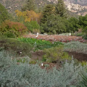 Sowing Small Wildflower Seeds, Meadow Revival Project
