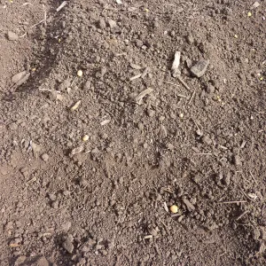 Lupine seeds on soil surface, Meadow Revival Project