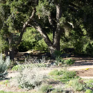 New oaks (Coastal Live Oak) arrive at SBBG, Meadow Oaks 