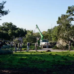 New oaks (Coastal Live Oak) arrive at SBBG, Meadow Oaks 