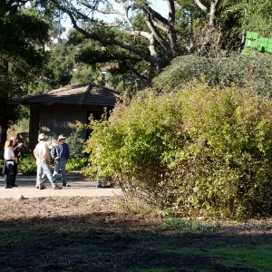 New oaks arrive at SBBG, Meadow Oaks 