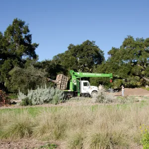 New oaks (Coastal Live Oak) arrive at SBBG, Meadow Oaks 