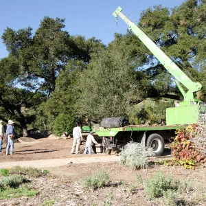 New oaks (Coastal Live Oak) arrive at SBBG, Meadow Oaks 