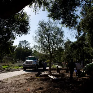New oaks arrive at SBBG, Meadow Oaks 