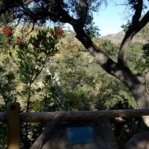 Toyon and oak at Canyon rim