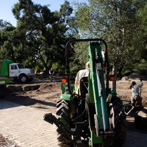 New oaks (Coastal Live Oak) arrive at SBBG, Meadow Oaks 