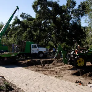 New oaks (Coastal Live Oak) arrive at SBBG, Meadow Oaks 