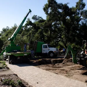 New oaks (Coastal Live Oak) arrive at SBBG, Meadow Oaks 