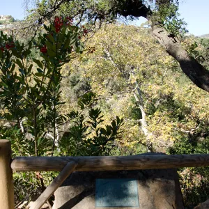 Toyon and oak at Mission Dam overlook