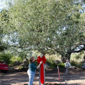 Red ribbons, new oaks (Coastal Live Oak) arrive at SBBG, Meadow Oaks, Joan Evans