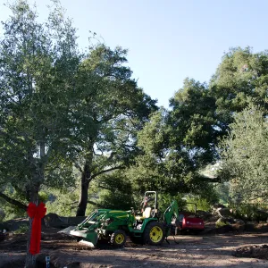 Tractor, red ribbons, new oaks arrive at SBBG, Meadow Oaks 