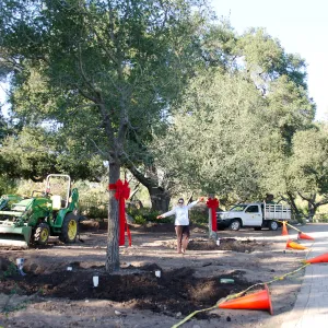 Red ribbons, new oaks arrive at SBBG, Meadow Oaks, Joni Kelly