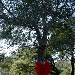Red ribbons, new oaks arrive at SBBG, Meadow Oaks 