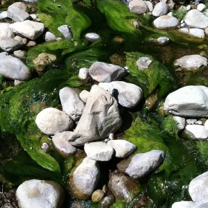 green algae, Mission Creek above the dam, SBBG