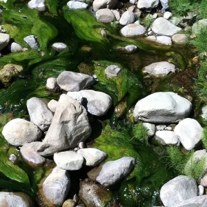green algae, Mission Creek above the dam, SBBG