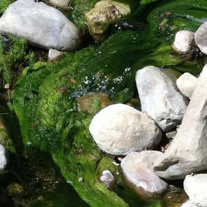 green algae, Mission Creek above the dam, SBBG