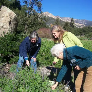 California Naturalists, SBBG, Judy Sanregret, Susan Davidson, Cathy Rose
