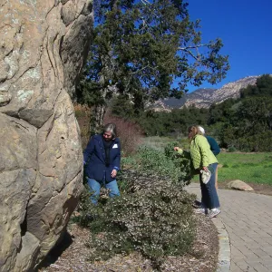 California Naturalists, SBBG, Judy Sanregret, Susan Davidson, Cathy Rose