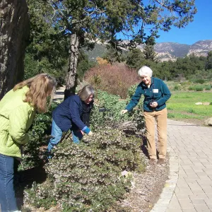 California Naturalists, SBBG, Judy Sanregret, Susan Davidson, Cathy Rose