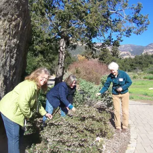 California Naturalists, SBBG, Judy Sanregret, Susan Davidson, Cathy Rose
