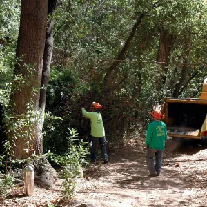Creek Trail maintenance, SBBG