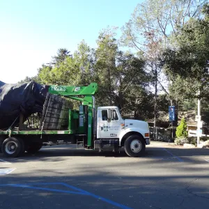 New oaks arrive at SBBG, Meadow Oaks 