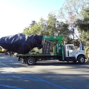 New oaks arrive at SBBG, Meadow Oaks 