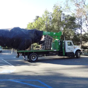 New oaks arrive at SBBG, Meadow Oaks 