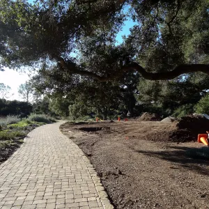 New oaks arrive at SBBG, Meadow Oaks 
