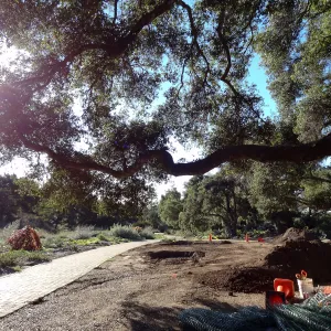New oaks arrive at SBBG, Meadow Oaks 
