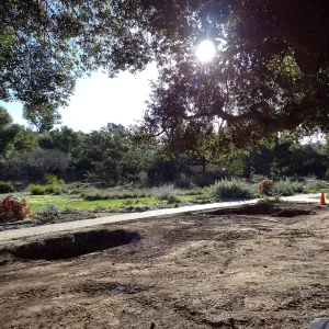 New oaks arrive at SBBG, Meadow Oaks 