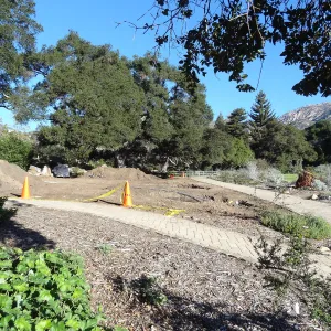 New oaks arrive at SBBG, Meadow Oaks 