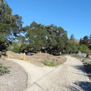 New oaks arrive at SBBG, Meadow Oaks 