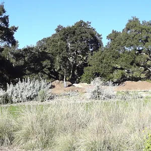 New oaks arrive at SBBG, Meadow Oaks 