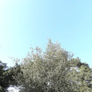 Red ribbons, new oaks arrive at SBBG, Meadow Oaks 