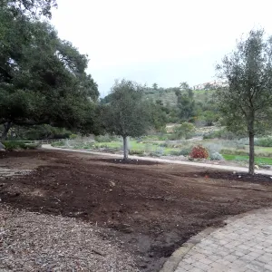 new oaks (Coastal Live Oak), Meadow Oaks