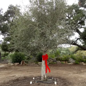Red ribbons, new oaks arrive at SBBG, Meadow Oaks 